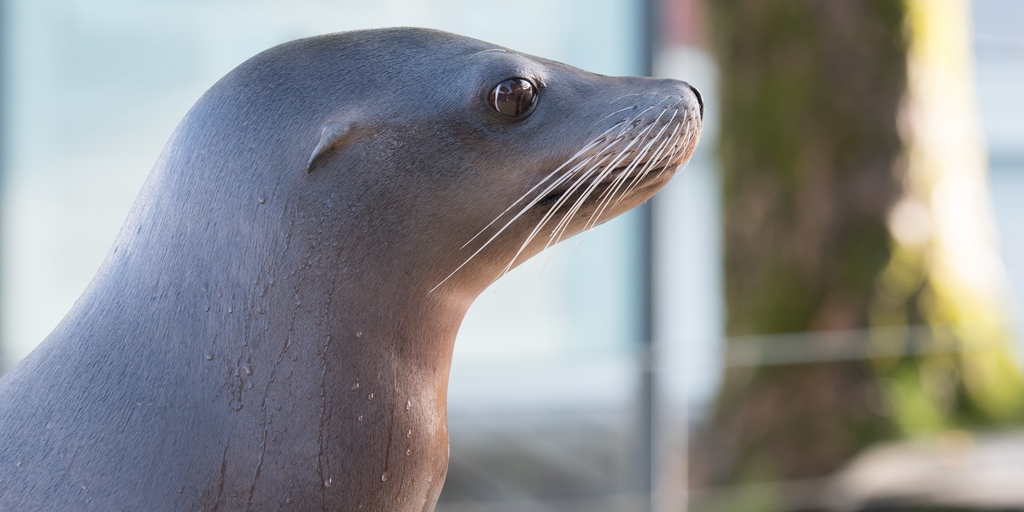sealion Sjøløve