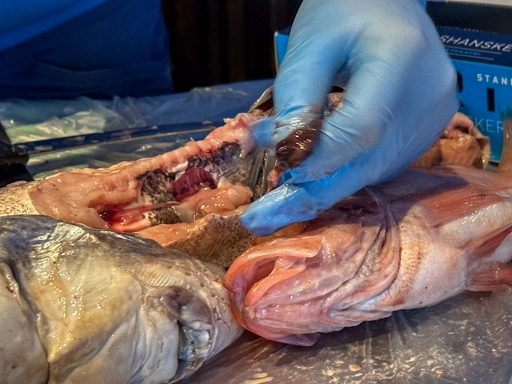 Påskeprogram: Dissekering av fisk og prat om livet i havet