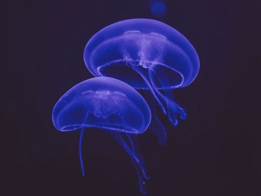 One Ocean week: Manetenes magiske verden