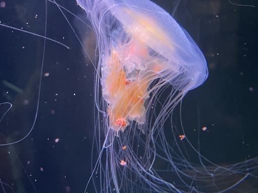 Påskeprogram: Manetenes magiske verden