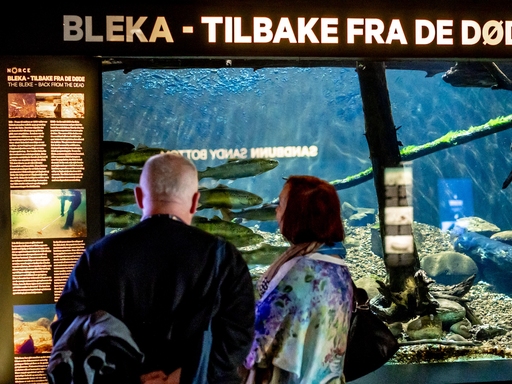 Akvarieaften for voksne (18 års aldersgrense)