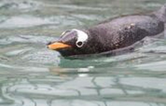 $section['image-alt-' . ($i + 1)]