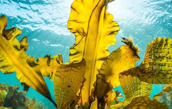 $section['image-alt-' . ($i + 1)]