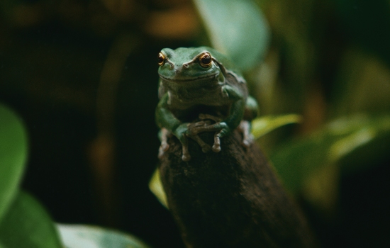 $section['image-alt-' . ($i + 1)]