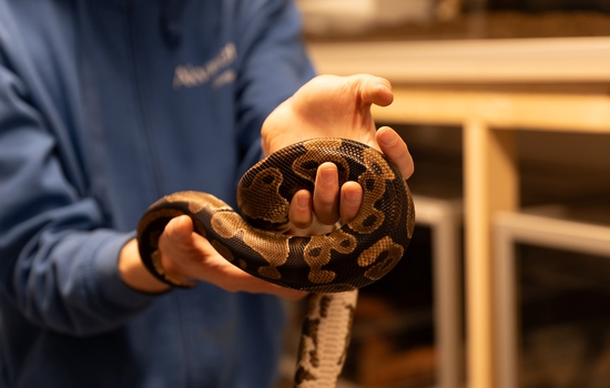 $section['image-alt-' . ($i + 1)]