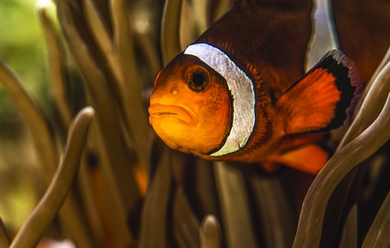 $section['image-alt-' . ($i + 1)]