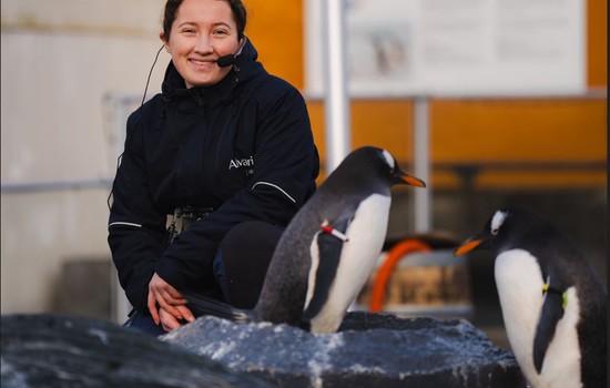 $section['image-alt-' . ($i + 1)]