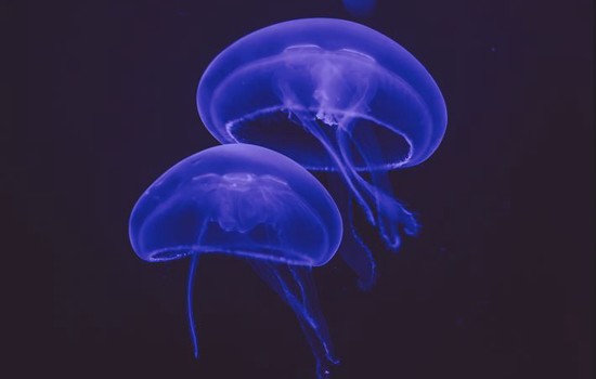 $section['image-alt-' . ($i + 1)]