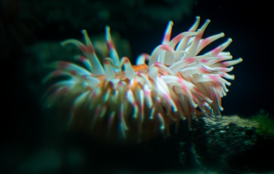 $section['image-alt-' . ($i + 1)]