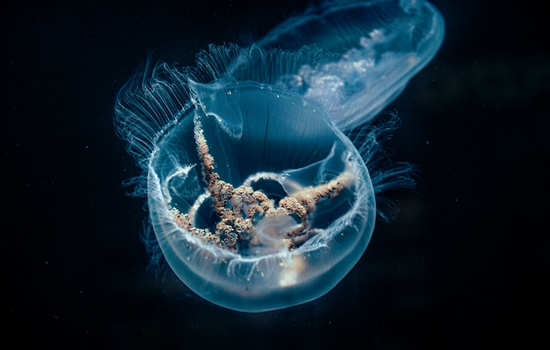 $section['image-alt-' . ($i + 1)]