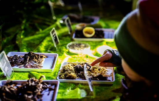 $section['image-alt-' . ($i + 1)]