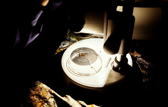 $section['image-alt-' . ($i + 1)]