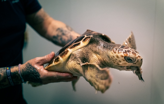 $section['image-alt-' . ($i + 1)]