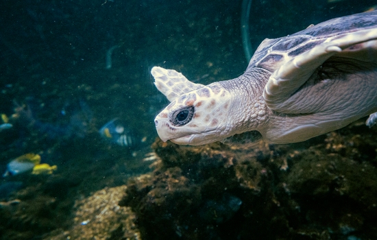 $section['image-alt-' . ($i + 1)]