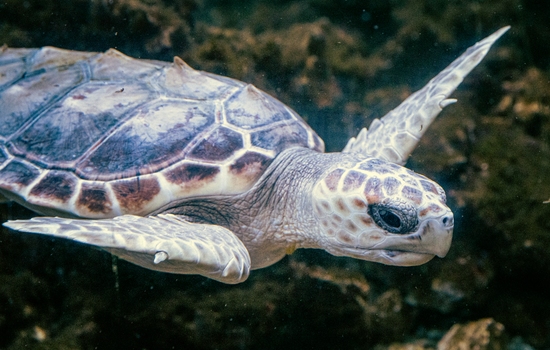 $section['image-alt-' . ($i + 1)]