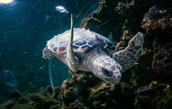 $section['image-alt-' . ($i + 1)]