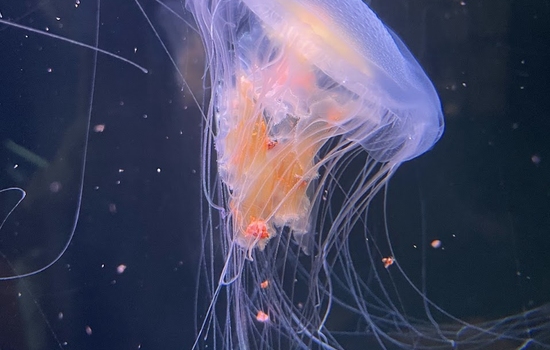 $section['image-alt-' . ($i + 1)]