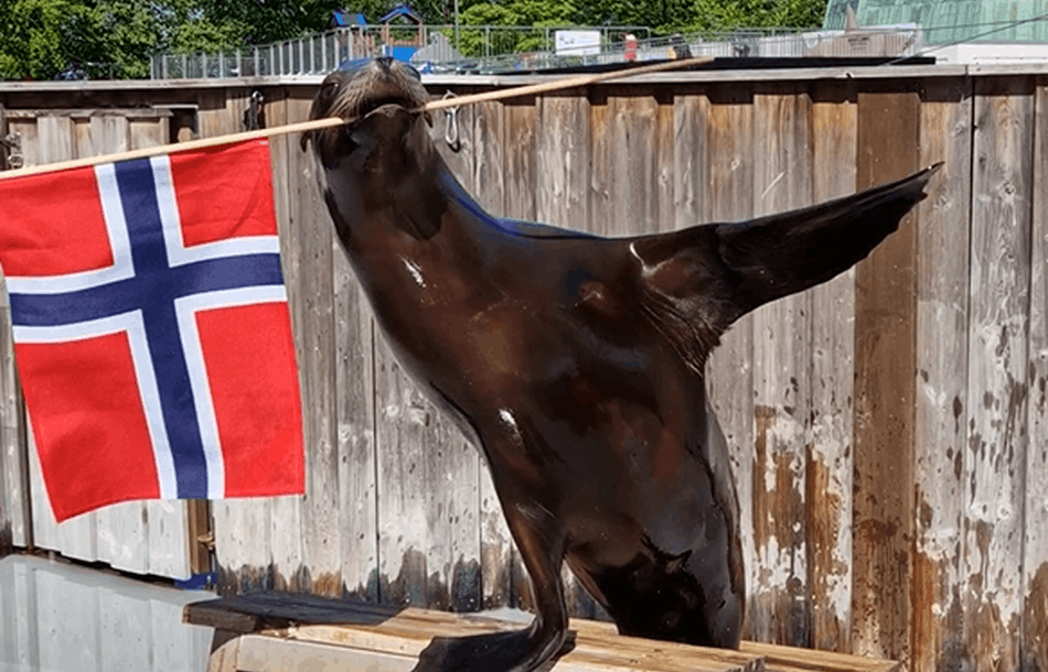 Sjøløven Amy
