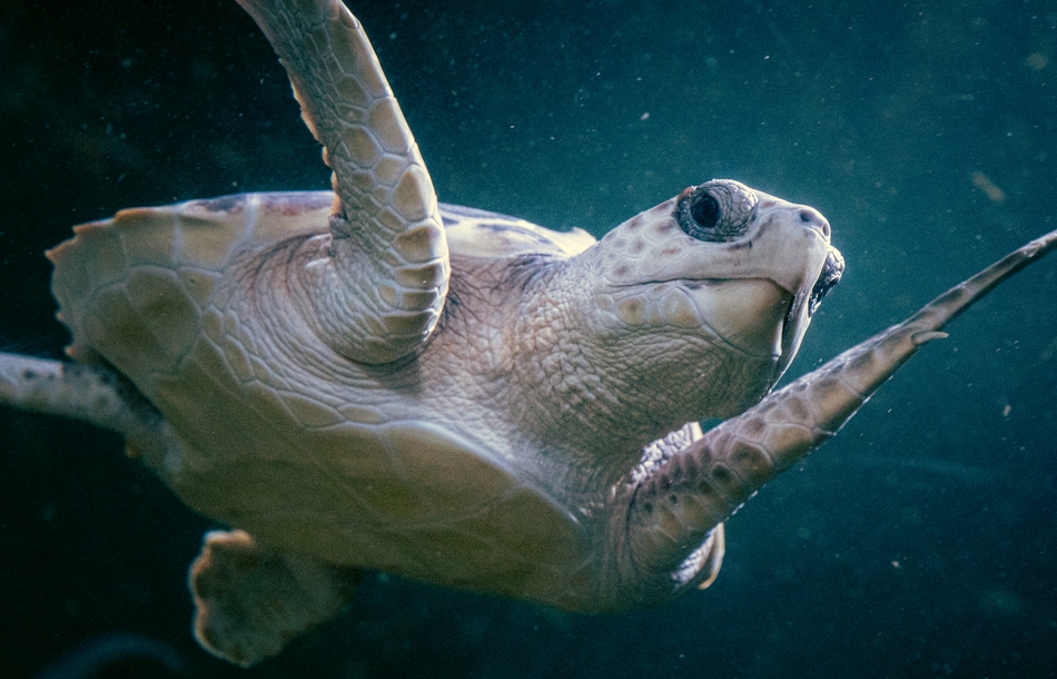 Havskilpadde